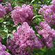 image de Syringa x chinensis