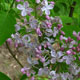 image de Syringa x hyacinthiflora