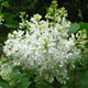 image de Syringa x hyacinthiflora