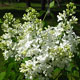 image de Syringa x hyacinthiflora