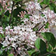 image de Syringa meyeri