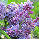 image de Syringa