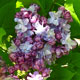 image de Syringa