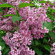 image de Syringa x prestoniae