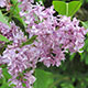 image de Syringa