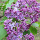 image de Syringa x hyacinthiflora