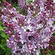 image de Syringa x hyacinthiflora