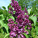 image de Syringa