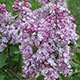 image de Syringa