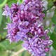 image de Syringa