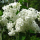 image de Syringa x hyacinthiflora