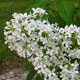 image de Syringa