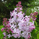 image de Syringa