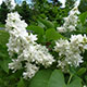 image de Syringa