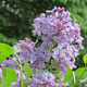 image de Syringa