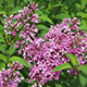 image de Syringa x chinensis