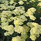 image de Achillea