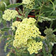 image de Achillea