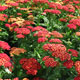 image de Achillea millefolium