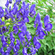 image de Aconitum napellus