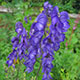 image de Aconitum napellus