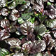 image de Ajuga reptans