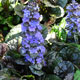 image de Ajuga reptans