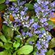 image de Ajuga reptans