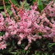 image de Astilbe