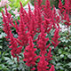 image de Astilbe x arendsii