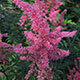 image de Astilbe x arendsii