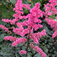 image de Astilbe simplicifolia