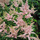 image de Astilbe rosea