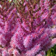 image de Astilbe chinensis taquetii