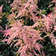 image de Astilbe simplicifolia