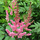 image de Astilbe chinensis