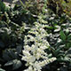 image de Astilbe chinensis