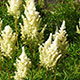 image de Astilbe x arendsii