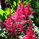 image de Astilbe