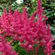 image de Astilbe