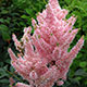 image de Astilbe