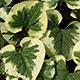 image de Brunnera macrophylla