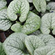 image de Brunnera macrophylla