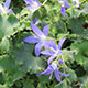 image de Campanula poscharskyana