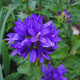 image de Campanula glomerata