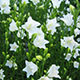 image de Campanula persicifolia alba