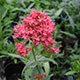 image de Centranthus ruber coccineus