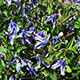 image de Clematis integrifolia