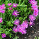 image de Delosperma cooperi