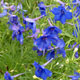 image de Delphinium grandiflorum